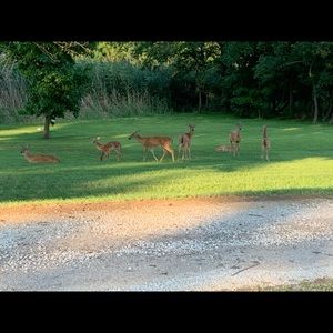 Meet your Posher, Emad
